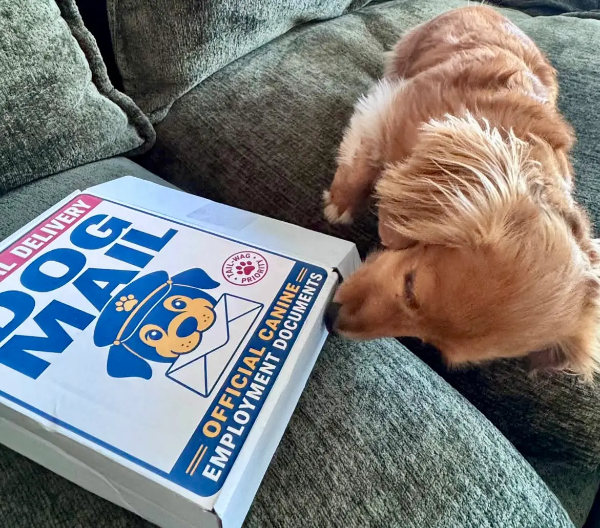 Funny gifts for dog owners who have everything