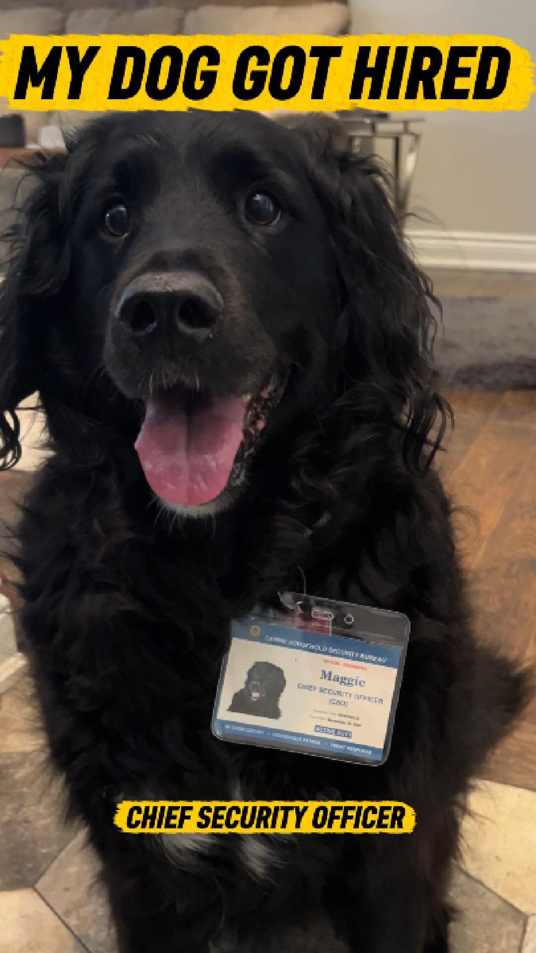 Maggie wearing her personalized Dog Mail Chief Security Officer badge
